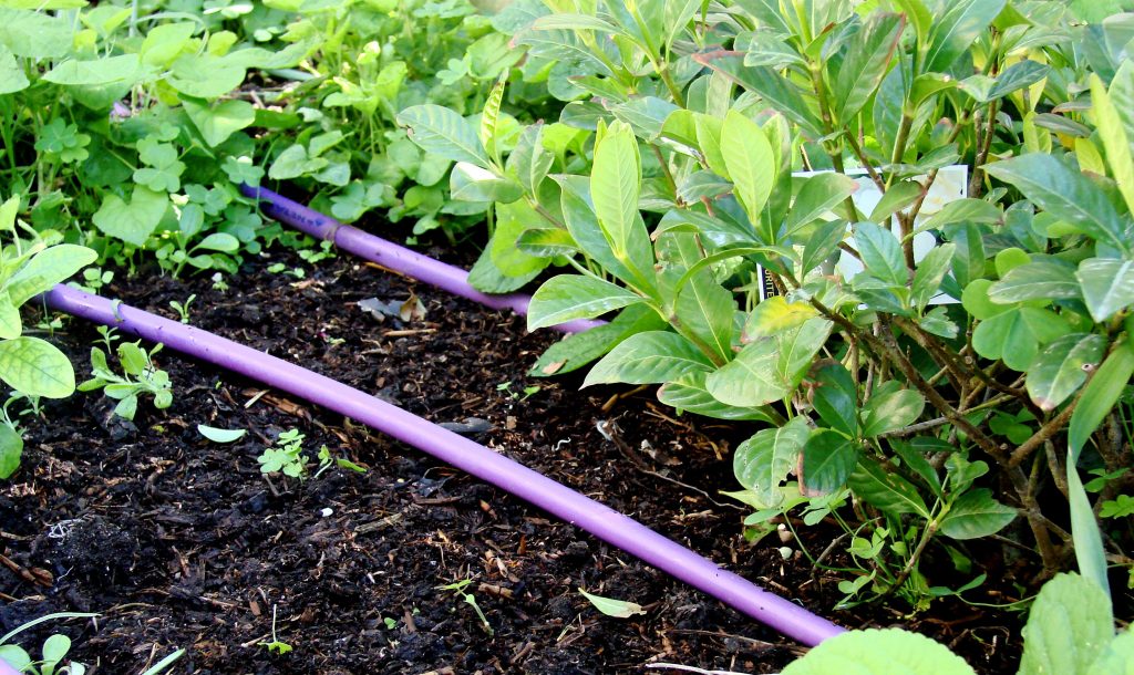 greywater drip tube in the garden